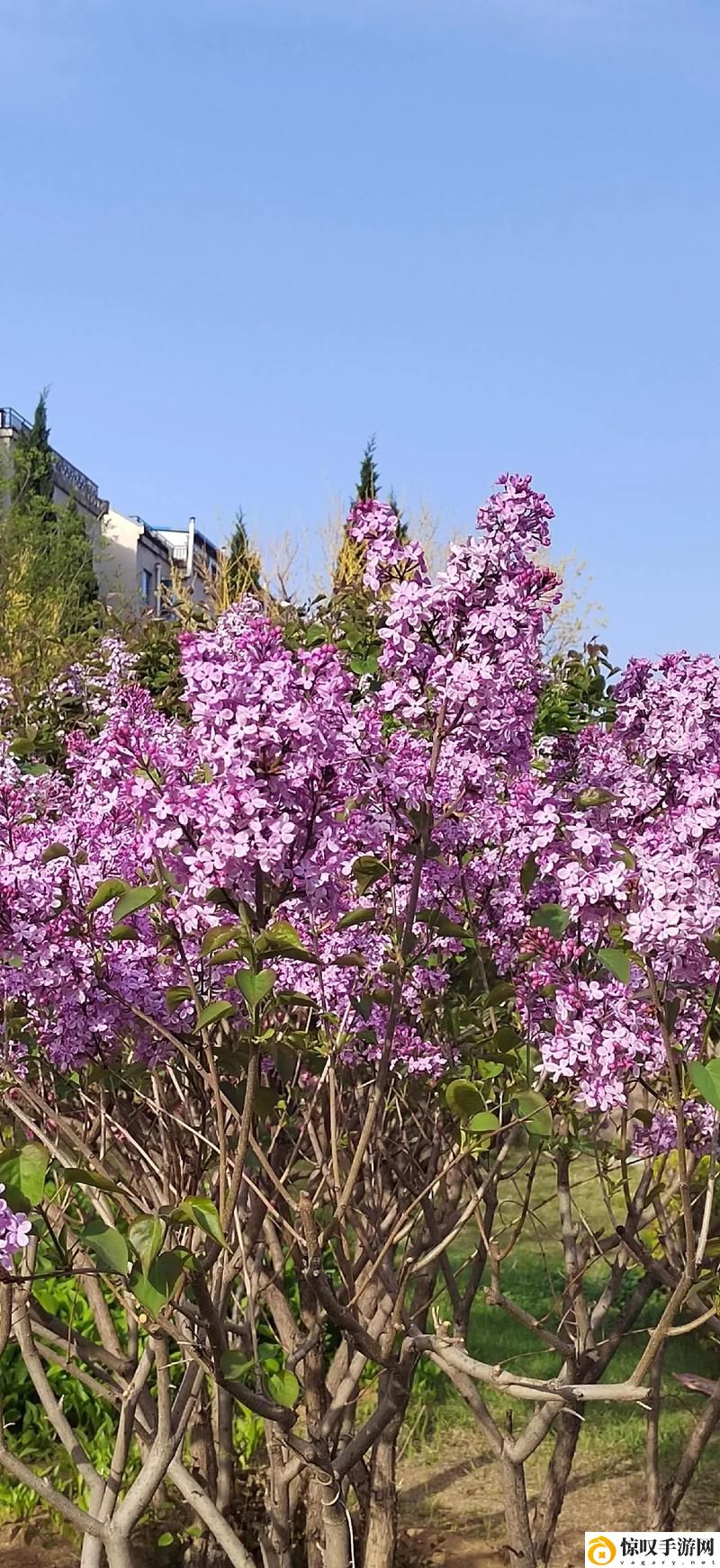丁香花免费高清完整在线观看
