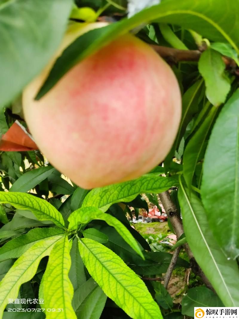 巨无霸水蜜桃4399