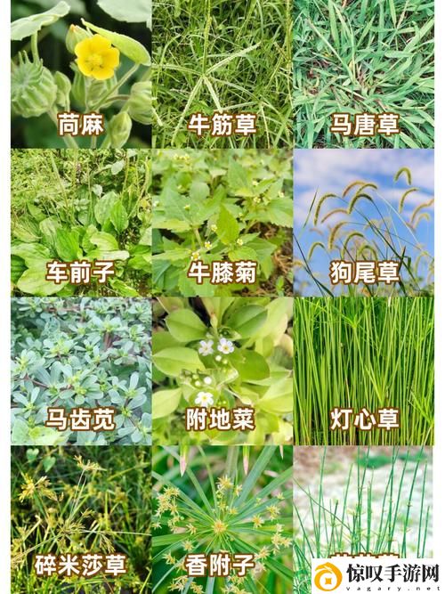 17草名字