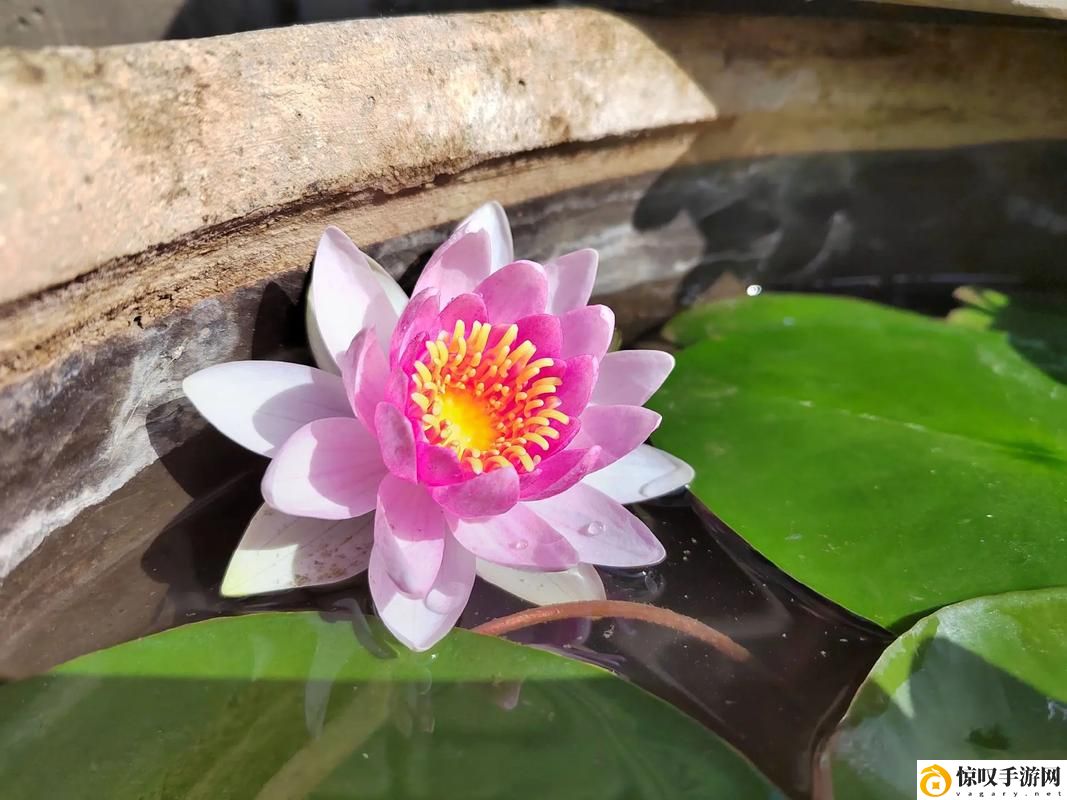 女儿的莲花免费观看第10集
