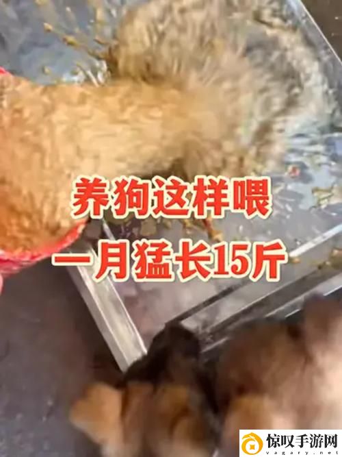 狗狗猛涨精肉狗大壮增肥增食欲